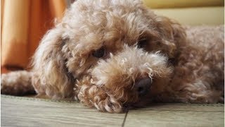 「どうせ僕なんて…」犬がいじけている時の仕草や行動５つ