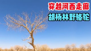 自驾游穿越河西走廊，胡杨林野骆驼，惊喜不断的一天【信仰是风景】