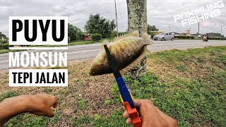 Mancing Puyu Tepi Jalan Pakai Umpan TANAGO