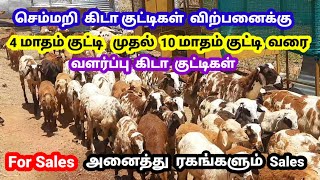 செம்மறி கிடா குட்டிகள் விற்பனைக்கு / 4 மாத குட்டி முதல் 10 மாதம்/@tamilvivasayi