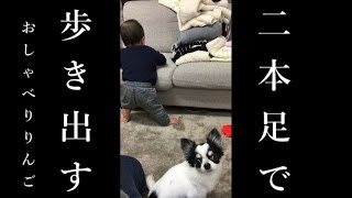 チワワのりんご～ブサ可愛いおしゃべり犬～　見て！歩いてるで！感動や！歩いてるんやでー！