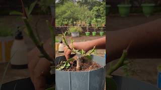 Banyan Tree Mame Bonsai | Soft Pruning