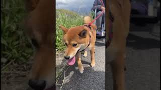 【#shiba】車椅子を引っ張る柴犬【#柴犬】