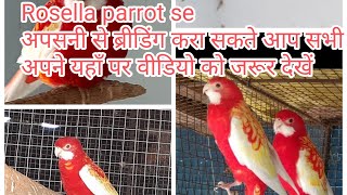 Rosella parrot|| trending information video ||Rosella parrot se aasani se breed Kaise len