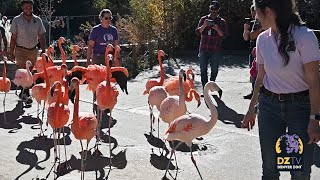 Watch: Denver Zoo Flamingos Walk to New Exhibit