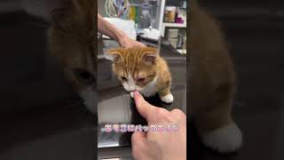 雰囲気で検査を察知する子猫マンチカン