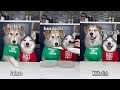 Dogs Try Different Foods