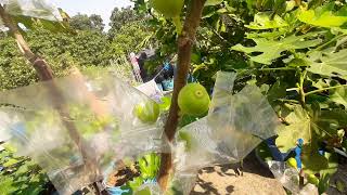 Cultivation of figs in tubs in the roof garden//ছাদ বাগানে টবে মিশরীয় ডুমুর ফল চাষ ৷