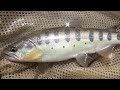 【flyfishing】2023 最後のヤマメ釣り【熊本県】