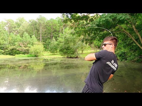 Where do fish hang out in ponds?