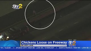 Chickens Stop Traffic On 5 Freeway