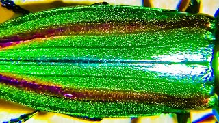 美しすぎる虫タマムシを接写　Jewel beetle　ヤマトタマムシ　Buprestidae Leach