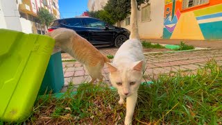 When the food box was brought, these cute cats became more active.