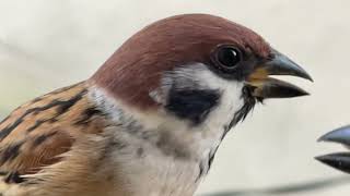 【スローモーション】きょうのすずめ・Today's sparrow【12月4日】