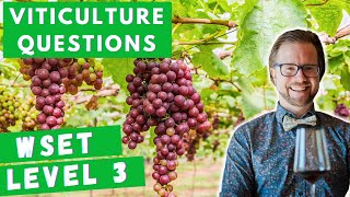 Viticulture Exam Prep | WSET Level 3 Sample Questions 🍇