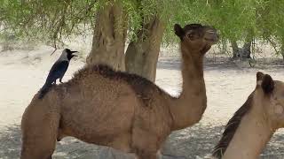 Camels in the shade to avoid the intense heat in the Thar desert#camel #camellife #animal #viral