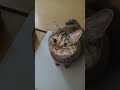 猫ミームのいつも怒られてる泣き猫が可愛いすぎる