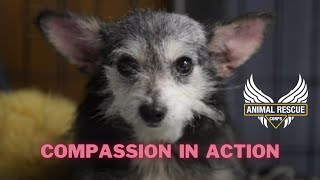 Your Compassion In Action, 2021