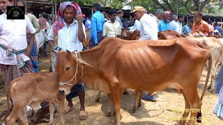 @ আজ 12 May 2023|| আমবাড়ী হাটে শাহীওয়াল সিন্ধী ও দেশি জাতের দুধের গাভী বাছুর সহ দাম|| দিনাজপুর||