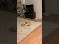 pomeranian fighting a cat