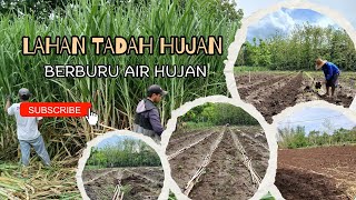 Uji Coba Tanam Tebu dengan Jumlah Bibit Tidak Umum