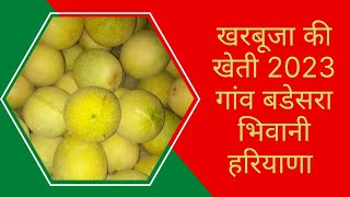 खरबूजा की खेती 2023 गांव बडेसरा भिवानी हरियाणा । Muskmelon Farming ।