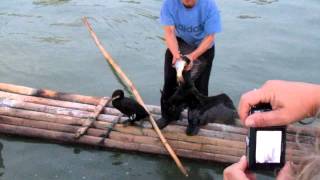 Pesca con Cormoran en Guilin China