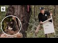 Getting greater glider nest boxes just right! | WWF-Australia