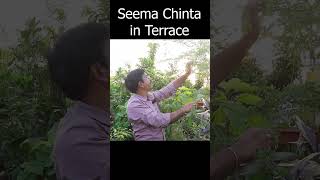 సీమ చింత మొక్క మిద్దెతోటలో Seema Chinta in Terrace Garden