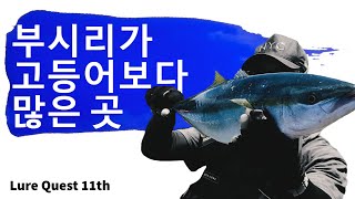 미터오버 부시리 한 마리 잡기 1부 (쇼어플러깅, 쇼어지깅 on 추자도)