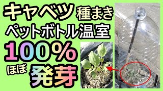 【ペットボトル温室 キャベツの種まき～1本立ち】家庭菜園28年目 無農薬 半自給自足