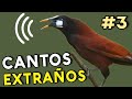 Descubre Los CANTOS MAS EXTRAÑOS de AVES  ¡Sorprendente! 🤯