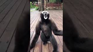 Video Monyet Lucu Bikin Ketawa Ngakak Abis