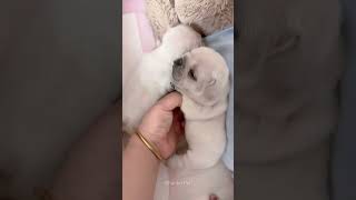 Teasing Sleepy Puppies ❤️❤️ #shorts #puppy #cuteanimals