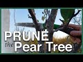 Prune your fruit trees with confidence!