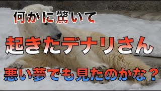 【円山動物園シロクマ】何かに驚いて起きたデナリさん悪い夢でも見たのかな？