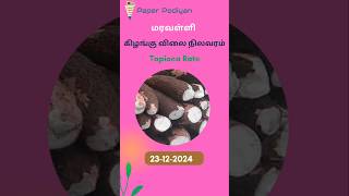 இன்றைய மரவள்ளி கிழங்கு  நிலவரம்   #குச்சிக்கிழங்கு #tapiocarate #மரவள்ளிகிழங்கு @paperpodiyan