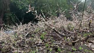 110年1月8日～信義同富～外頂坪～梅花