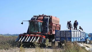 Cotton growing in Uzbekistan with CASE IH | Хлопководство в Узбекистане с CASE IH