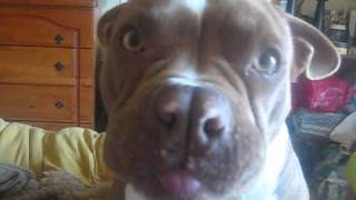 PITBULLS - NARVIE BOY ON A SUNDAY MORNING AUG 2010.wmv