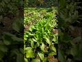 Coriander plants have grown so much #nature #farming #coriander #shorts