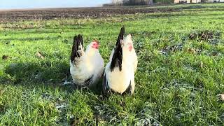 Volwassen Chabo Krielkippen in de Kleur Wit- Zwartstaart - Te Koop bij De Kippenspecialist