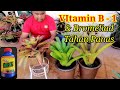 Bromeliad Tahan Panas dan Star  vitamin B - 1 Untuk Brom yang Subur