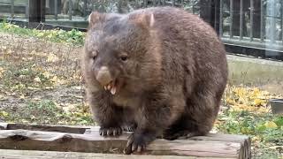 【wombat】シェルターを動かすフクちゃん(五月山動物園)