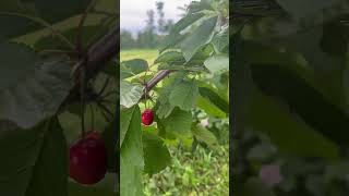 Our First Sweet Cherries On The Farm! #cherrytree #cherries #cherry #fruitfarm #fruittrees #fruit