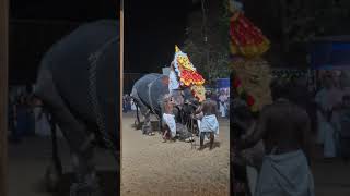 Ithithanam Vishnu Narayanan l Perunna Sree Subrahmanya Swami Temple l Utsavam 2024#elephant #pooram