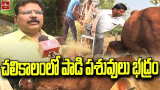 చలికాలంలో పాడి పశువులు భద్రం | Cattle Farming | Nela Talli | hmtv Agri