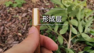 嫁接四季龍眼注意事項，一撒螞蟻藥，二蓋樹葉防曬   Grafting Four Seasons Longan, one sprinkle ant medicine, and two sunscreen