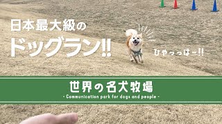 【世界の名犬牧場】自由奔放で無邪気に遊ぶ愛犬が可愛すぎた！｜ポメ柴