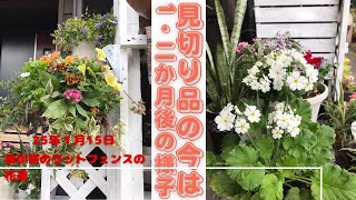 11月以降の見切り品の花達の・今は？